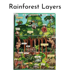 Rainforest Layers Educational Chart